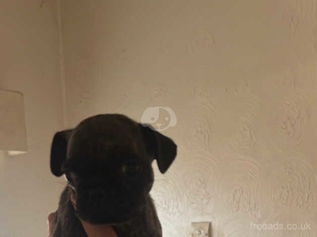 2 pugs available for sale in Middlesbrough, North Yorkshire