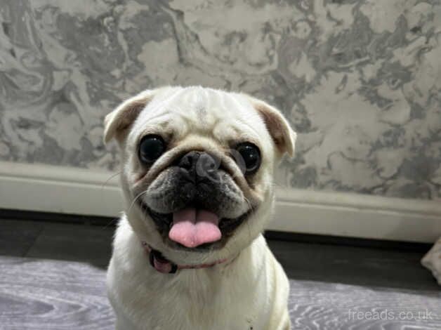 2 year old female pug for sale in Sheldon, Derbyshire