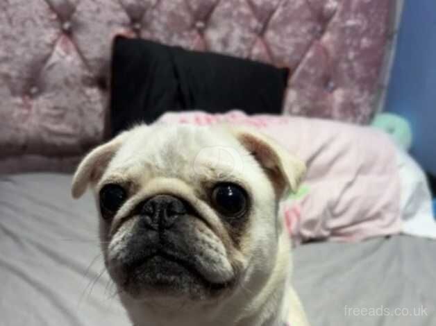 2 year old female pug for sale in Sheldon, Derbyshire - Image 3