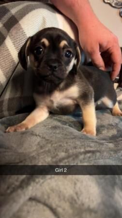 3/4 pug puppies for sale in Wrexham