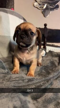 3/4 pug puppies for sale in Wrexham - Image 3