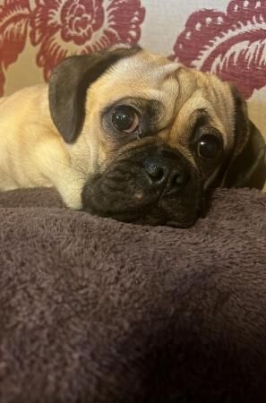 3/4 pug puppies for sale in Wrexham - Image 5