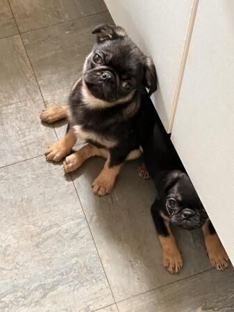 3 beautiful cheeky pug puppies for sale in Avonmouth, Bristol