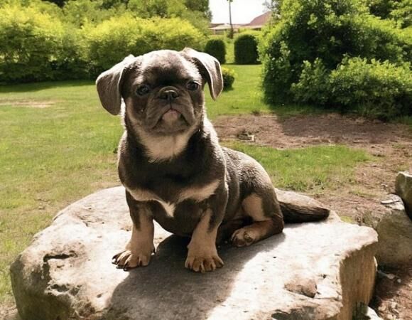 3 beautiful cheeky pug puppies for sale in Avonmouth, Bristol - Image 2