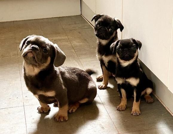 3 beautiful cheeky pug puppies for sale in Avonmouth, Bristol - Image 3