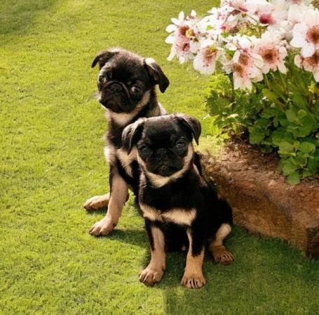 3 beautiful cheeky pug puppies for sale in Avonmouth, Bristol - Image 4