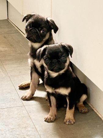 3 beautiful cheeky pug puppies for sale in Avonmouth, Bristol - Image 5