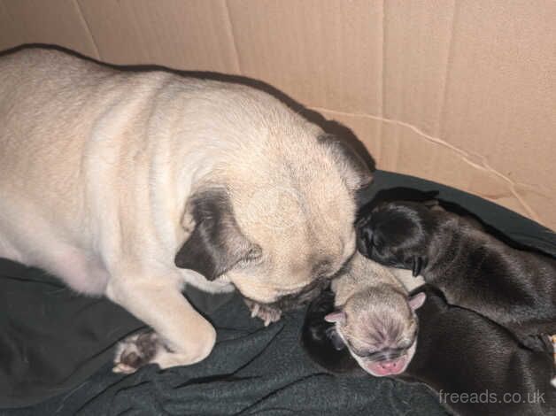 3 Beautigul pug puppies for sale in Tiverton, Cheshire