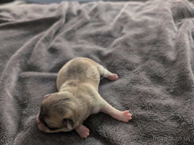 3 Beautigul pug puppies for sale in Tiverton, Cheshire - Image 5