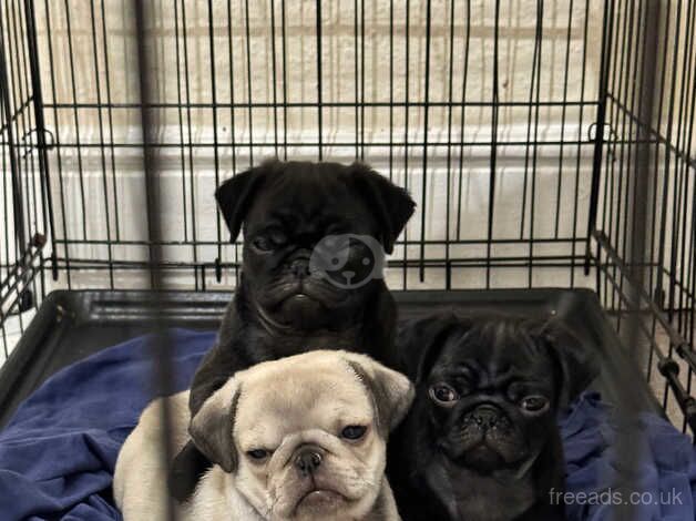 3 boy pugs for sale in Caerphilly