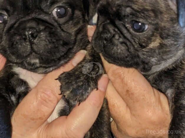 3 cute puppy Frugs for sale in Margate, Kent - Image 1