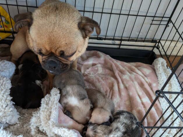 3 Merle 1 fawn pug puppies for sale in Llanelli, Carmarthenshire