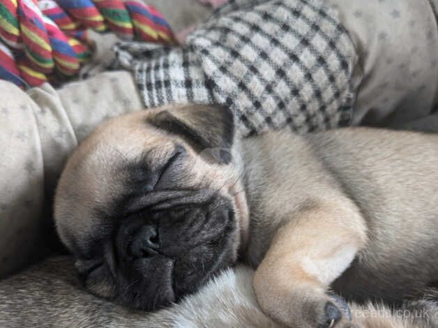 3 Merle 1 fawn pug puppies for sale in Llanelli, Carmarthenshire - Image 2