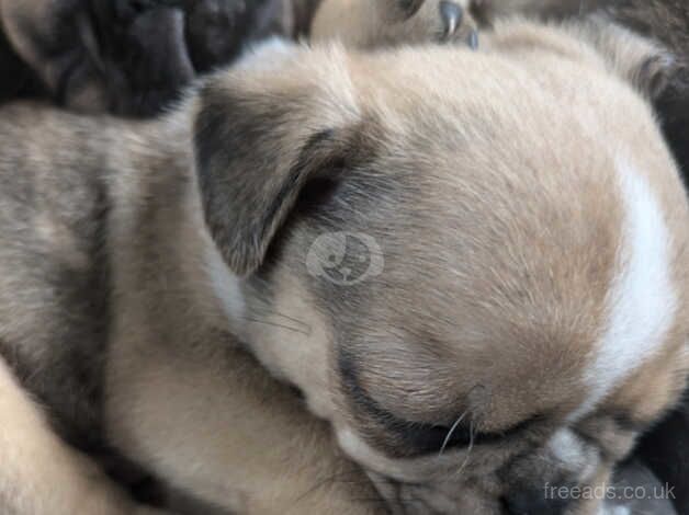 3 Merle 1 fawn pug puppies for sale in Llanelli, Carmarthenshire - Image 3