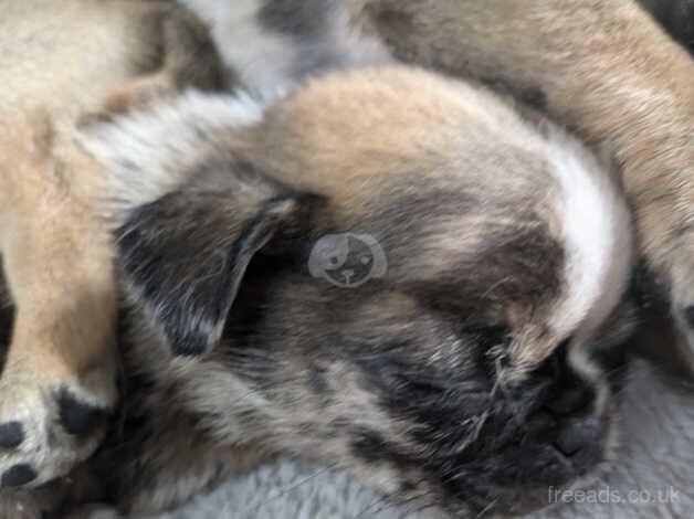 3 Merle 1 fawn pug puppies for sale in Llanelli, Carmarthenshire - Image 4