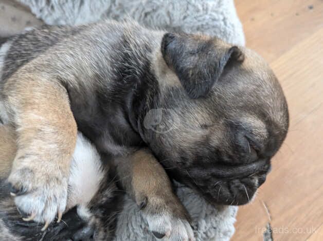 3 Merle 1 fawn pug puppies for sale in Llanelli, Carmarthenshire - Image 5