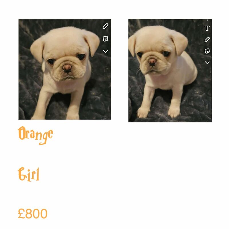 3 pug puppies for sale in Holmbush, Cornwall