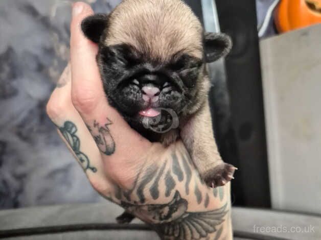 4 pug puppies ready 10th December for sale in St Austell, Cornwall - Image 1