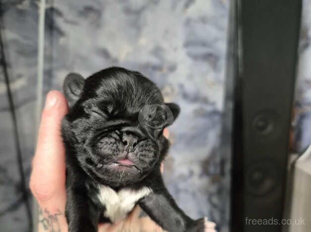 4 pug puppies ready 10th December for sale in St Austell, Cornwall - Image 2