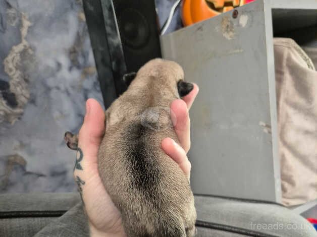 Pug Puppies for sale in Cornwall