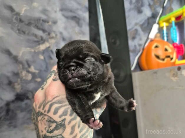 Pug Puppies for sale