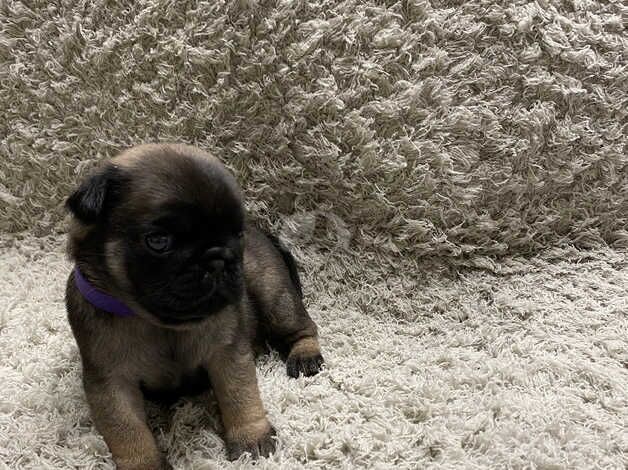 3 week old pugs for sale in Coventry, West Midlands