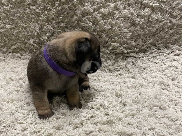 3 week old pugs for sale in Coventry, West Midlands - Image 2