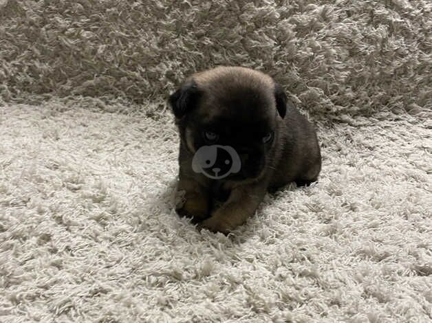 3 week old pugs for sale in Coventry, West Midlands - Image 3