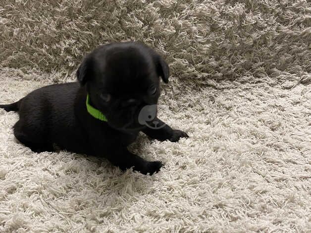 3 week old pugs for sale in Coventry, West Midlands - Image 4