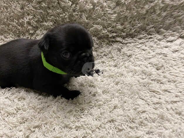 3 week old pugs for sale in Coventry, West Midlands - Image 5