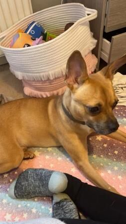 3 year jack russle cross pug for sale in Nottingham, Nottinghamshire - Image 3