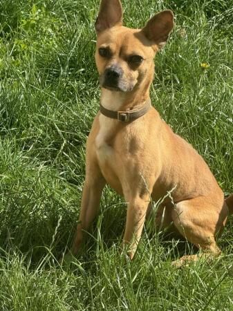 3 year jack russle cross pug for sale in Nottingham, Nottinghamshire - Image 5