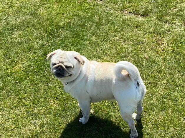 3 year old female pug for sale in Kidderminster, Worcestershire