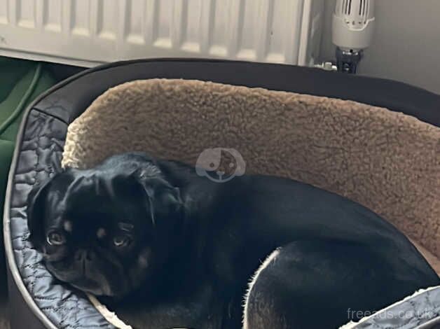 3 year old female pug. for sale in Shepshed, Leicestershire - Image 4