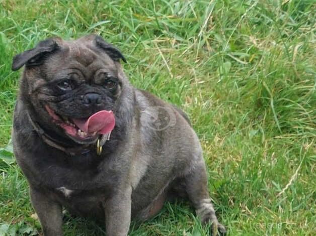 3 year old pug for sale in Radstock, Somerset