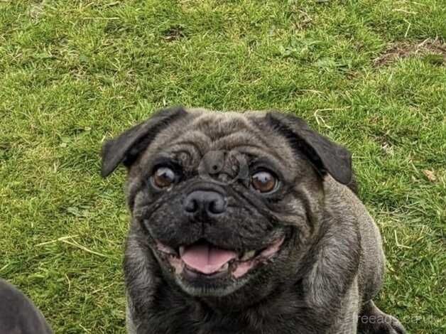 3 year old pug for sale in Radstock, Somerset - Image 2