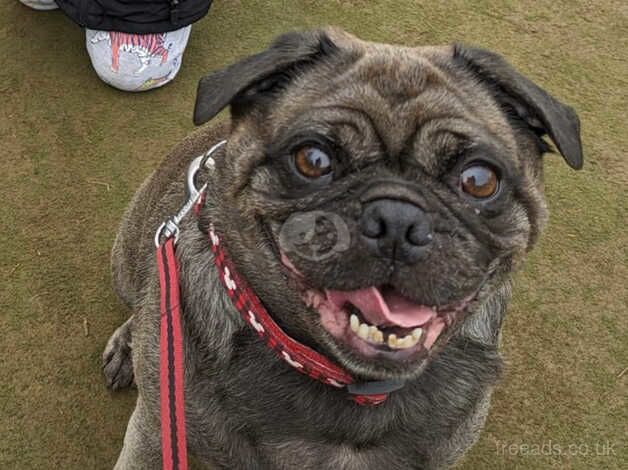 3 year old pug for sale in Radstock, Somerset - Image 3