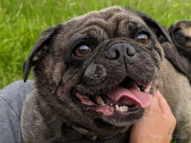 3 year old pug for sale in Radstock, Somerset - Image 4