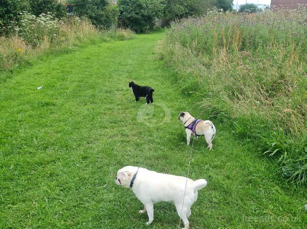 Pug Puppies for sale in County Durham