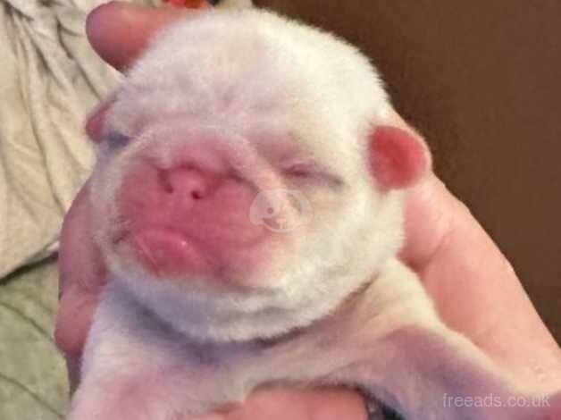 4 beautiful full breed pug puppies for sale in Cannock, Staffordshire - Image 2