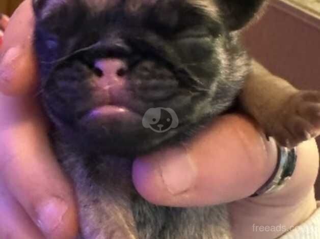 4 beautiful full breed pug puppies for sale in Cannock, Staffordshire - Image 3