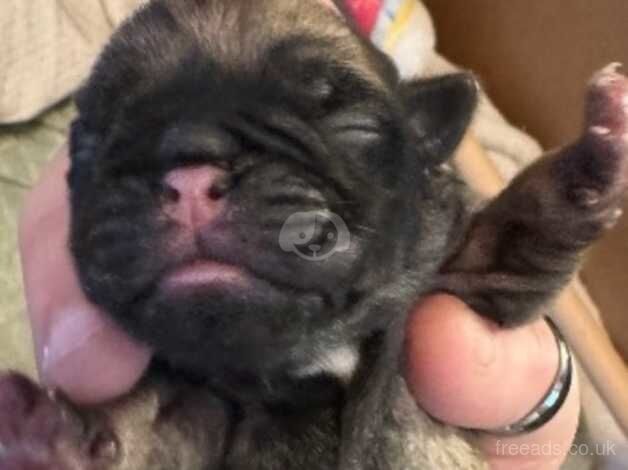 4 beautiful full breed pug puppies for sale in Cannock, Staffordshire - Image 4