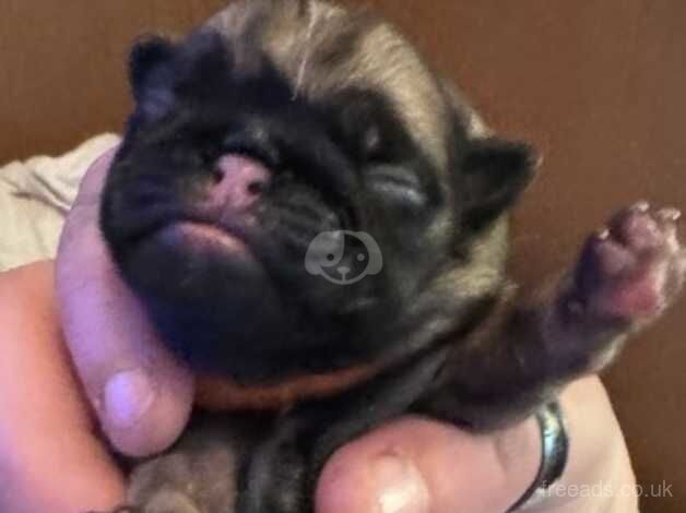 4 beautiful full breed pug puppies for sale in Cannock, Staffordshire - Image 5