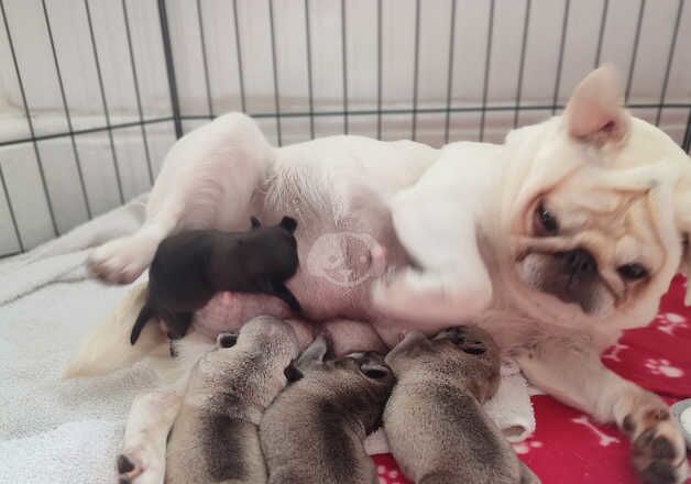 4 Beautiful Pug Puppies for sale. *2 LEFT* for sale in Birmingham, West Midlands - Image 2