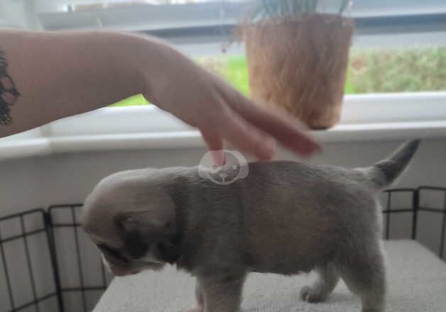 4 Beautiful Pug Puppies for sale. *2 LEFT* for sale in Birmingham, West Midlands - Image 3