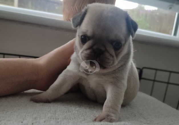 4 Beautiful Pug Puppies for sale. *2 LEFT* for sale in Birmingham, West Midlands - Image 5