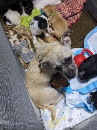 4 jugs puppy's pug x jackrussel for sale in Boston, Lincolnshire - Image 3