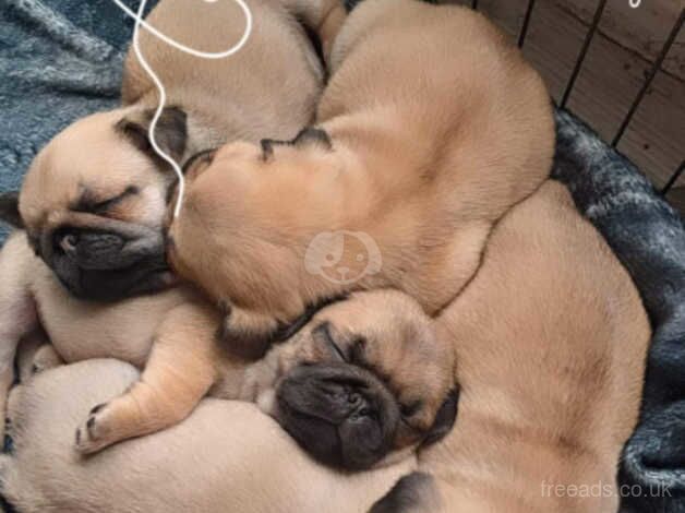 4 male pugs for sale in County Durham