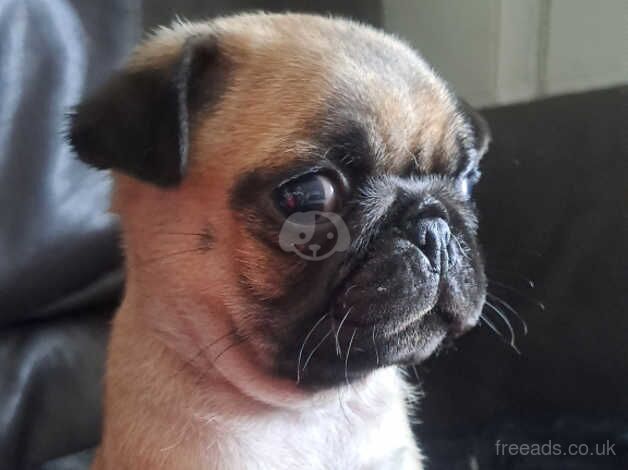 4 male pugs for sale in County Durham - Image 2