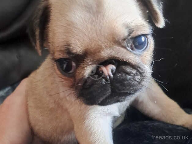 4 male pugs for sale in County Durham - Image 3